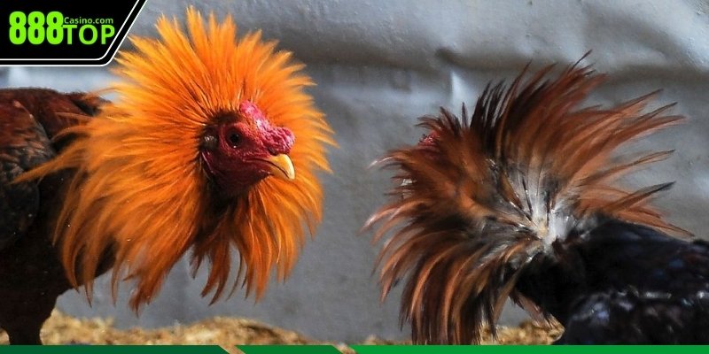 Bí quyết nâng cao tỷ lệ thắng khi cược gà chọi