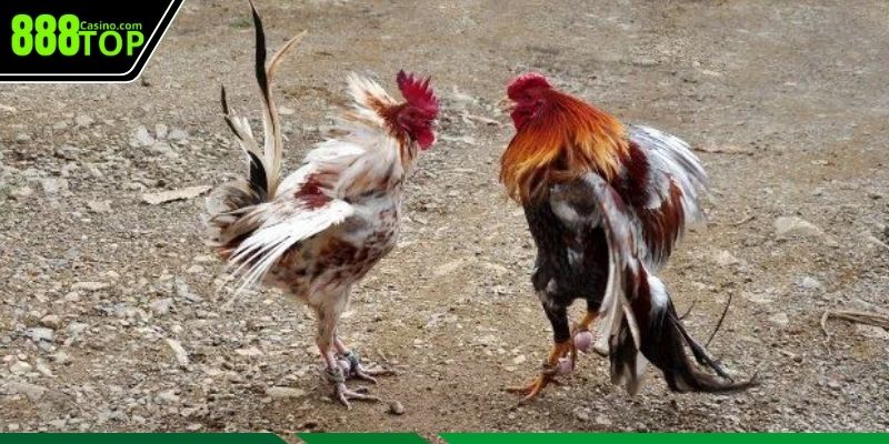 Khái quát sảnh đá gà