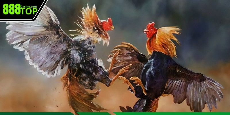 Kỹ thuật tấn công nổi bật trong thế đá gà chọi
