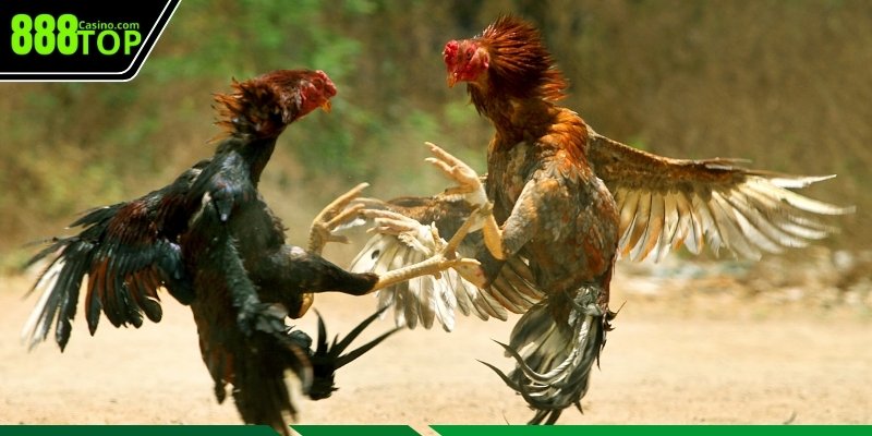 Những lỗi phổ biến khi lựa chọn các loại cựa gà chọi