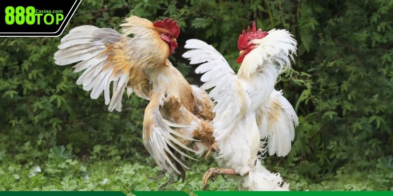 Yếu tố quan trọng cần chú trọng khi phân tích thế đá gà chọi